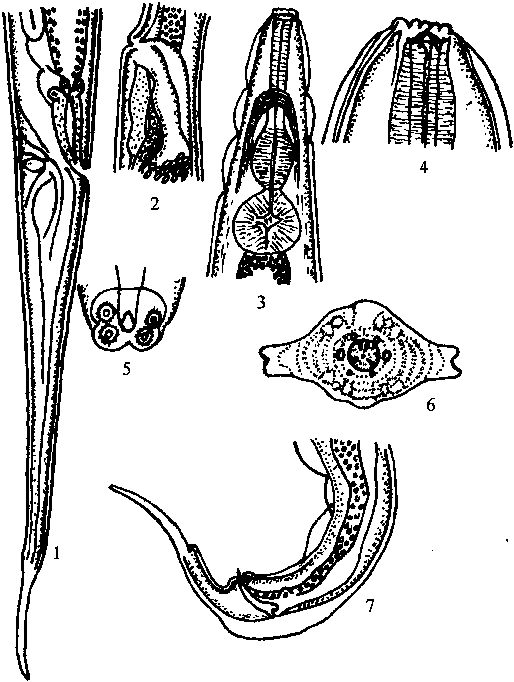 相似栓尾線蟲(chóng)